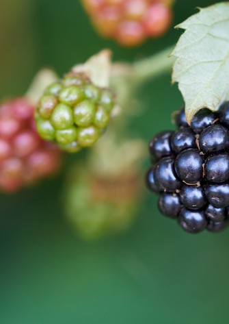 blackberry lane