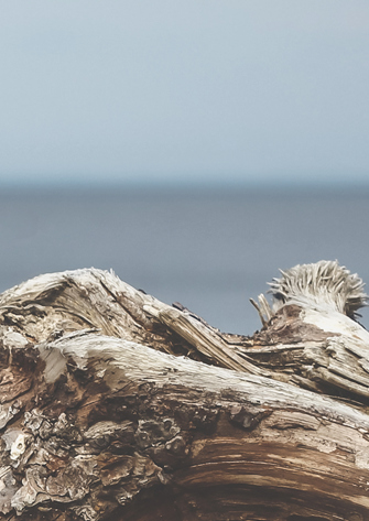 driftwood & blue